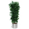 Pitosporum