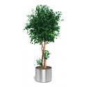 Populus II