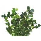 Fagus Zelená