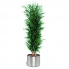 Lepto Lungifolia