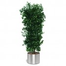 Pitosporum