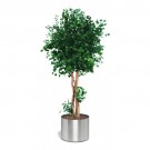 Populus II