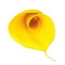 Calla - Tmavě žlutá
