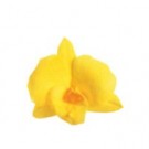 Dendrobium Orchid - Žlutá